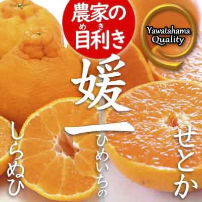 【先行受付】《愛媛・八幡浜柑橘詰合せ》よくばり2箱セット(せとか・しらぬひの2品種)【C28-38】【1504074】 YWTN026