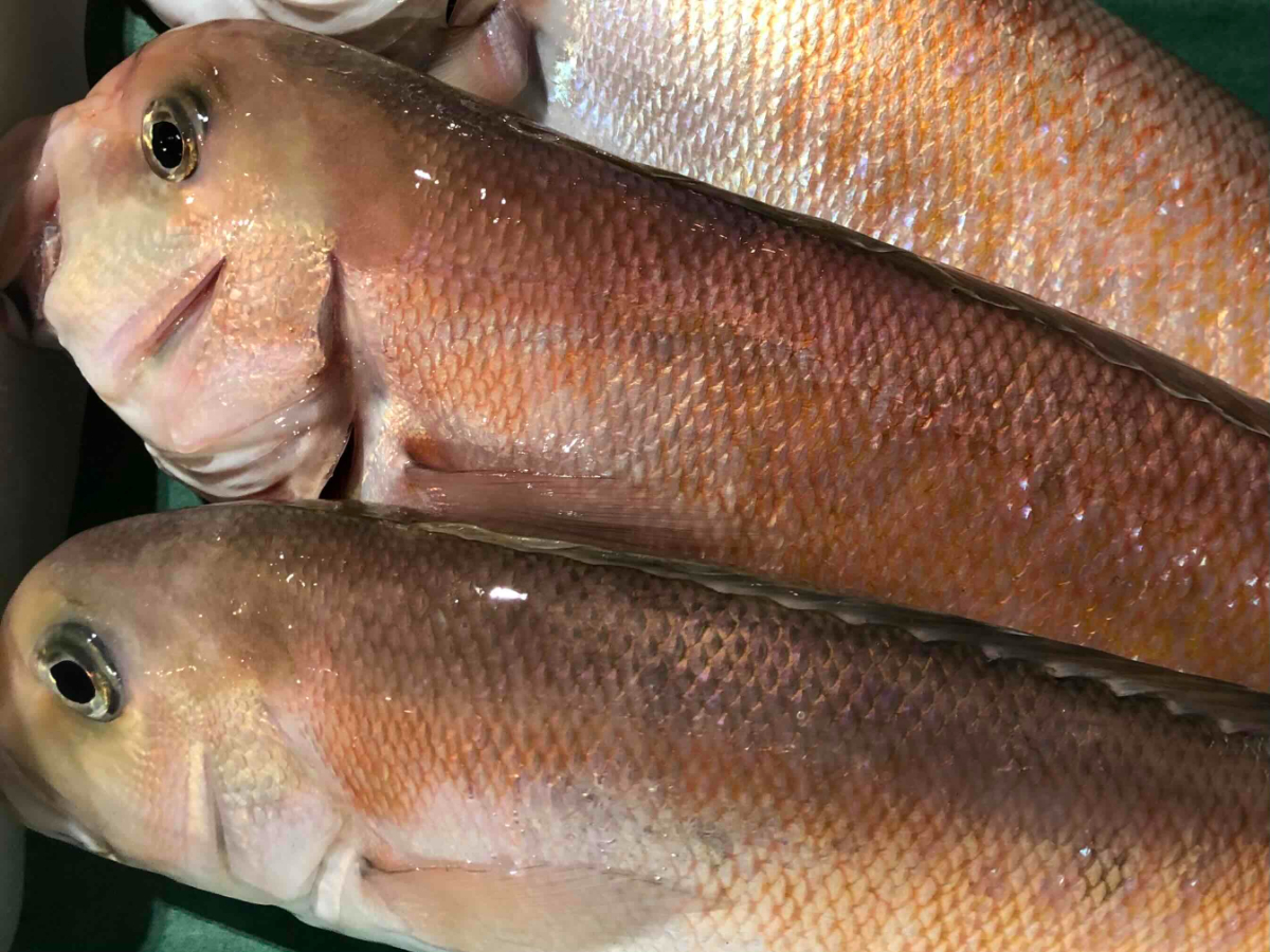 遶ケ荳ュ豌エ逕」縺ョ縲檎曝魃(襍、蜿医ッ逋ス)1.5繧ュ繝ュ蜑榊セ後阪食22-261縲代宣埼∽ク榊庄蝨ー蝓滂シ夐屬蟲カ繝サ蛹玲オキ驕薙サ豐也ク逵後代1075513縲 YWTM079