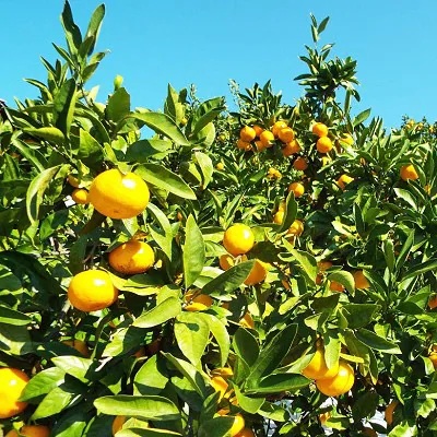 【2026年11月以降発送】濃厚な味わい「和」なごみ(みなの共選・家庭用)約5kg【C28-28】【1122343】 YWTN020