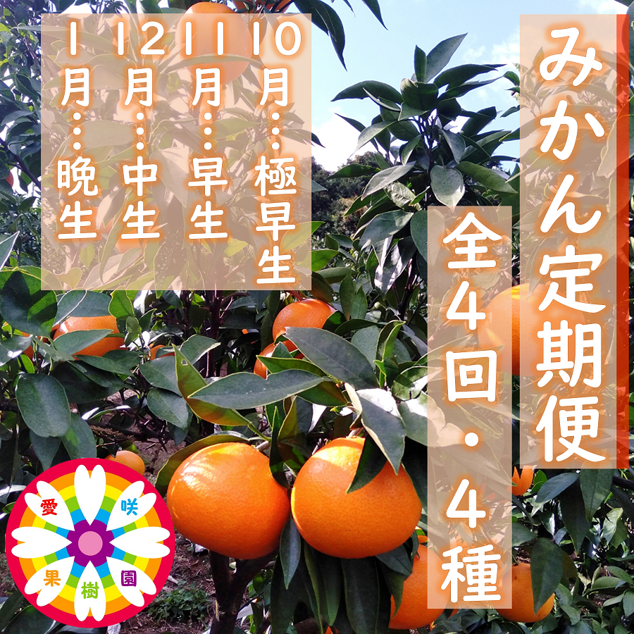 【発送月固定定期便】愛咲果樹園「みかん定期便」(10月〜1月)全4回【D71-19】【4013210】 YWTS015