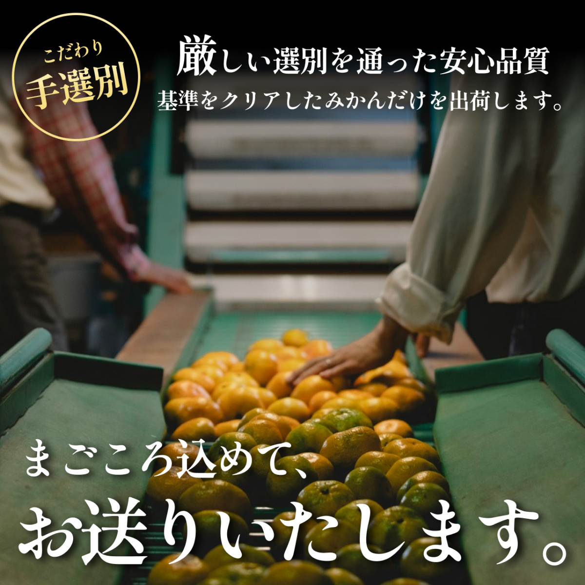 【先行受付】2027年発送!五代目が厳選した【訳あり】媛小春 2kg【A70-161】【1710481】 YWTK160