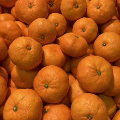 厳選品!! 横ちゃんちの南柑20号 約10kg【D84-10】【1552444】