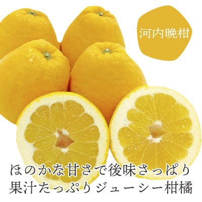 さっぱり爽やか 和製グレープフルーツ 河内晩柑7kg【E25-13】【配送不可地域：離島】【1268372】 YWTAP007