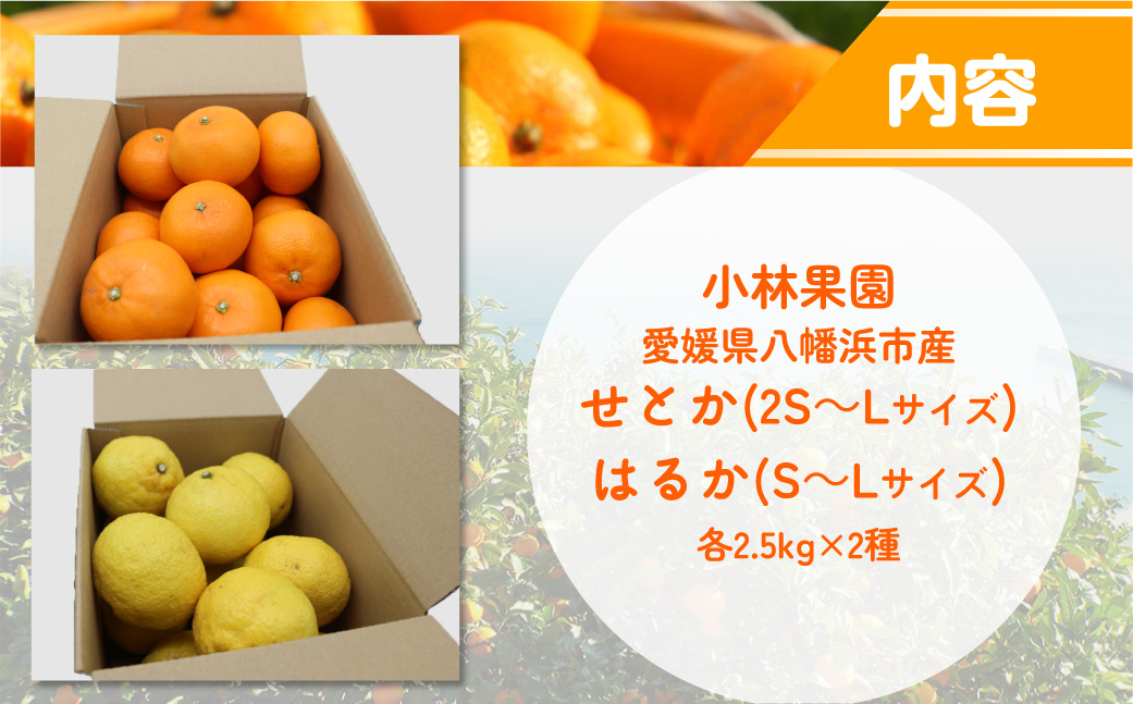 【先行受付】小林果園のせとか&はるかセット(各約2.5kg入)【C24-23】 YWTAD016