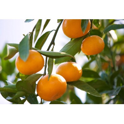 じゅらす農房のみかんジュース6本セット【F32-9】【1296464】