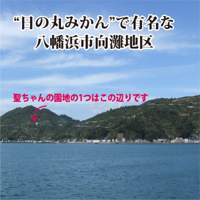 聖ちゃんの「媛一みかん」2Lサイズ  約7.5kg【C39-14】【配送不可地域：離島】【1491362】