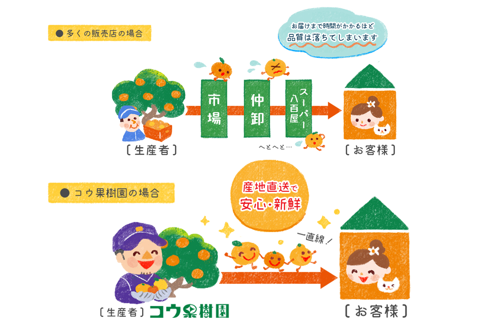 コウ果樹園の柑橘の大トロ　せとか約2kg YWTG030