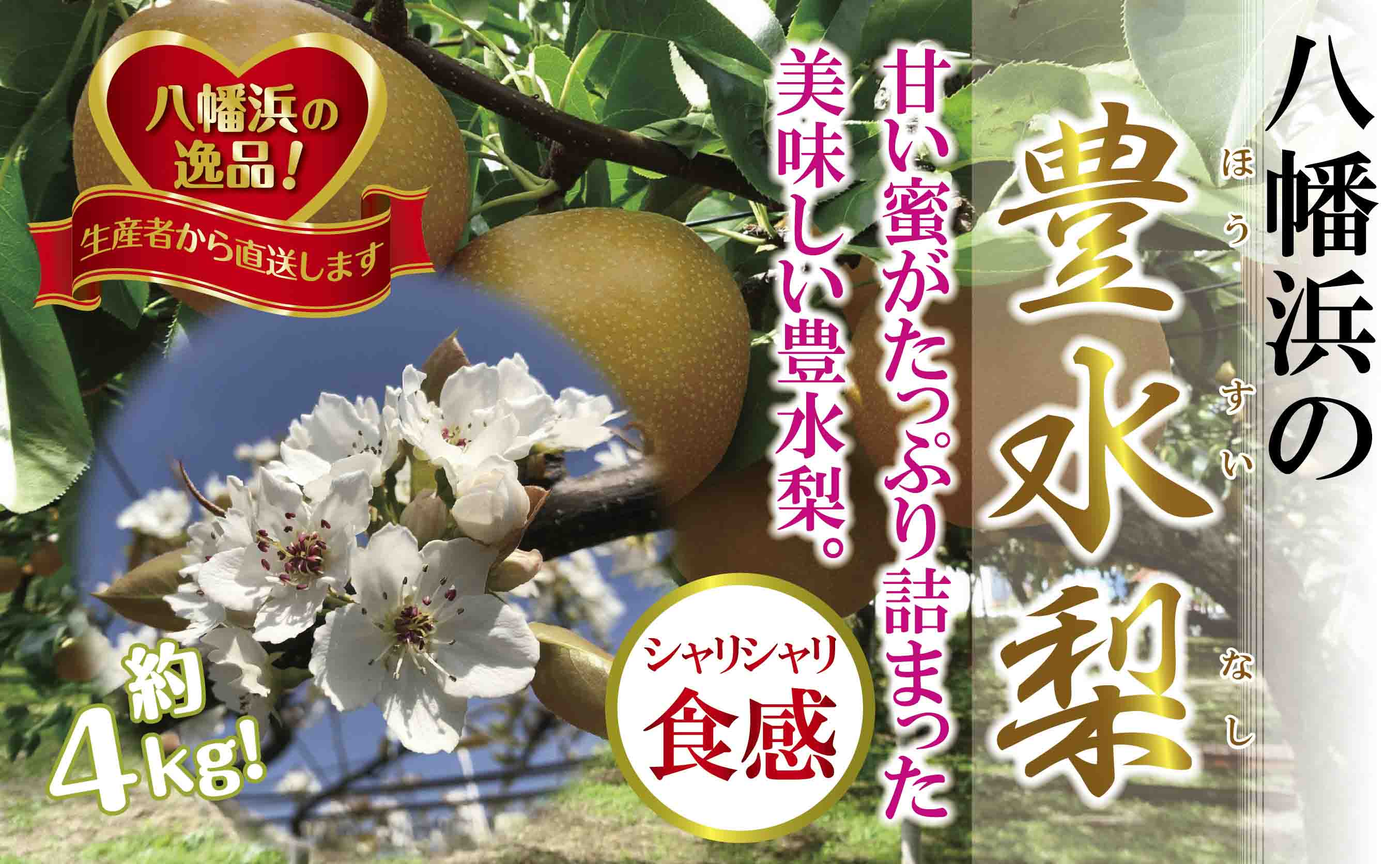 八幡浜の梨、果汁たっぷり!!「豊水」4キロ【D39-37】【配送不可地域：離島】【1316567】 YWTF017