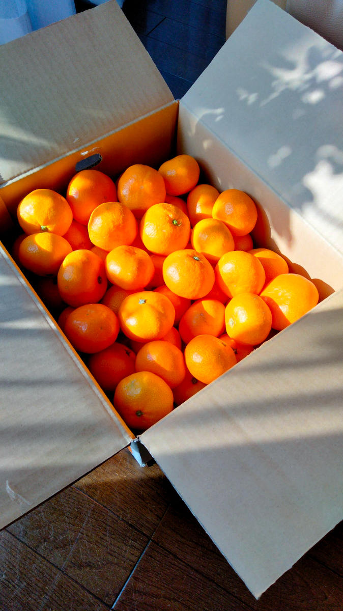 【甘みが濃縮されたみかん】愛媛で育った夕やけみかん【極】10kg【G49-27】【1508879】 YWTZ019