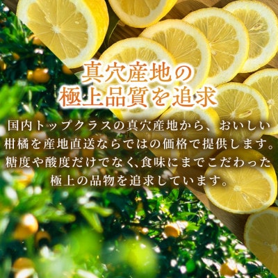 【防腐剤・ワックス不使用で安心】真穴産地直送の国産レモン 5kg(2Lサイズ 大玉)【C98-1】【1711048】