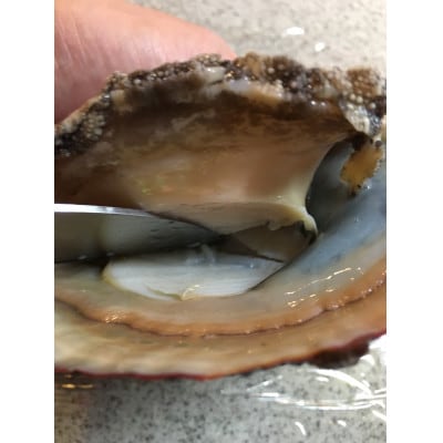 竹中水産の嗜好の大型アワビ(合計800g強)! 【H22-225】【配送不可地域：離島・北海道・沖縄県】【1052350】