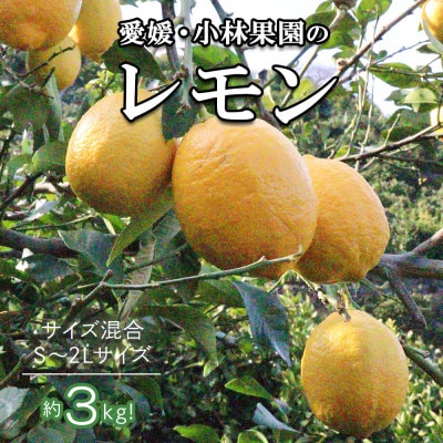 愛媛県八幡浜市産 柑橘農家が育てたレモン 約3キロ【C24-40】【1712455】