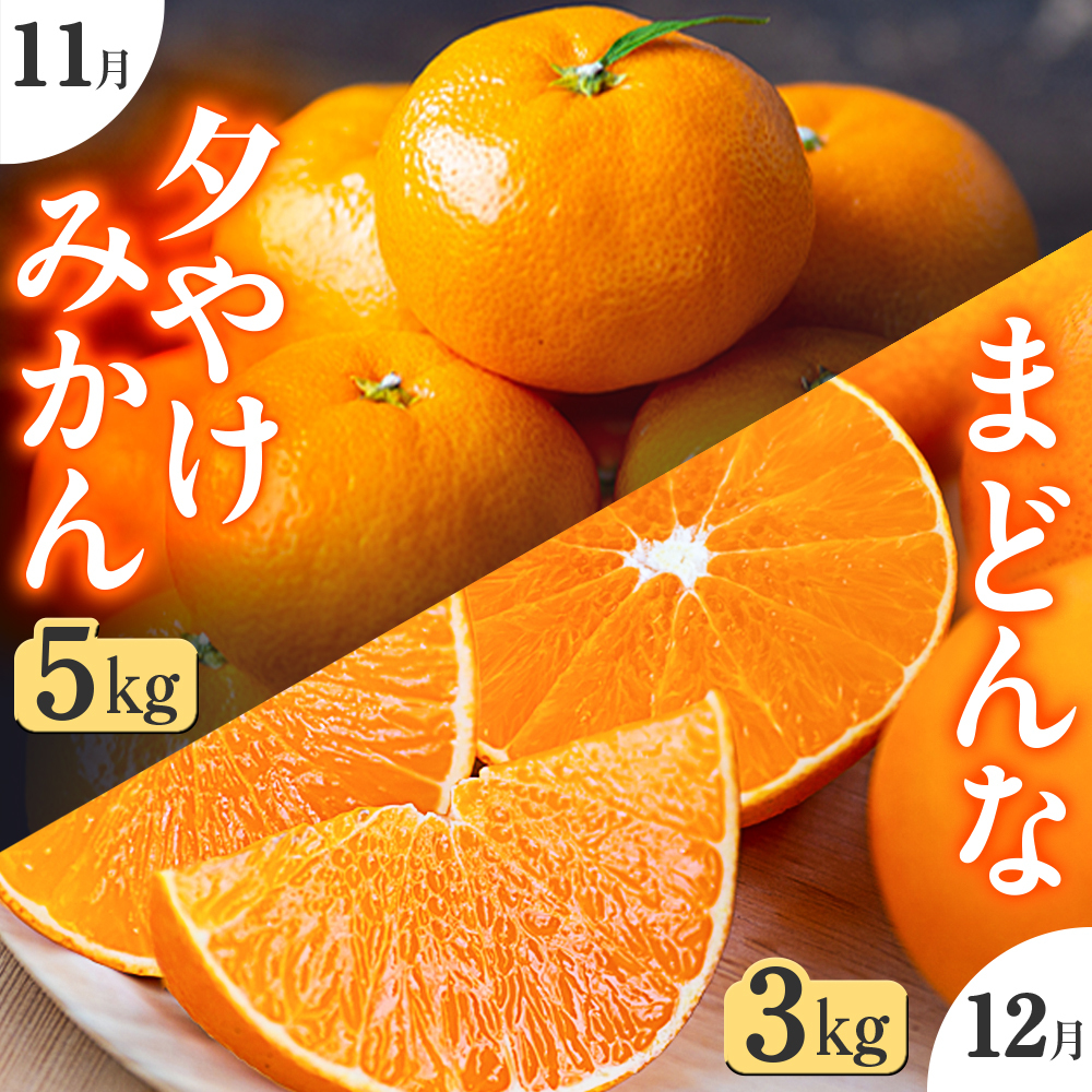 【発送月固定定期便】「こたつの上の冬物語」夕やけみかん+まどんな!【H49-72】全2回【4056123】 YWTZ004