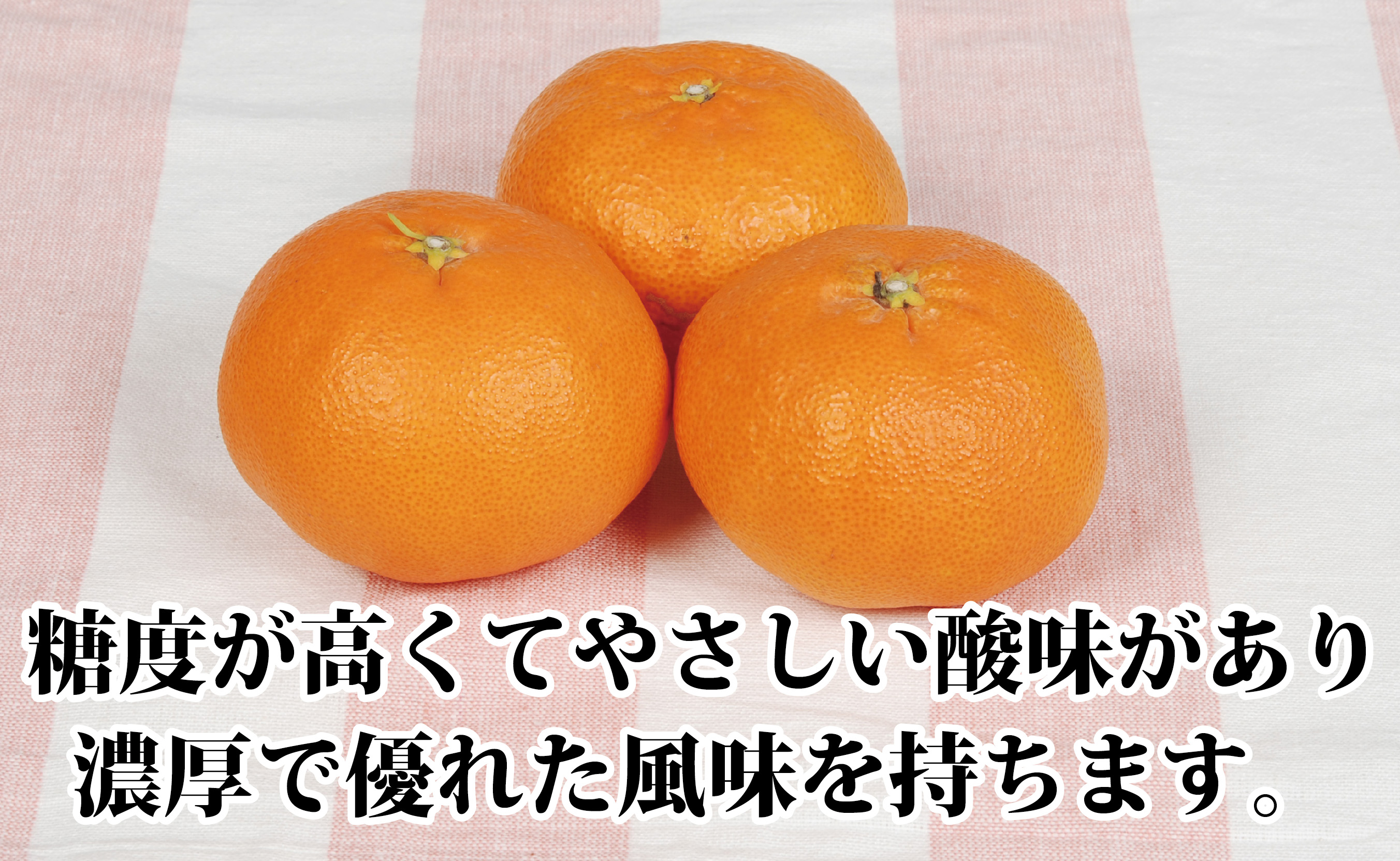 2027年2月発送開始　柑橘の大トロ!「せとか」約4.5キロ限定300個【訳あり品】【D39-52】【1464339】 YWTF027