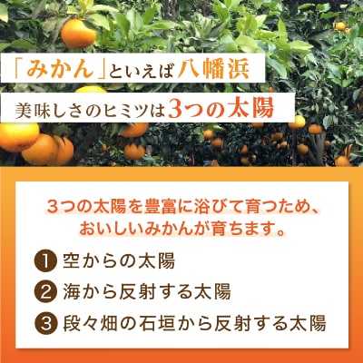 2025年11月発送開始　ぷるぷる新食感「マドンナ」約4kg　【D39-31】【1149494】