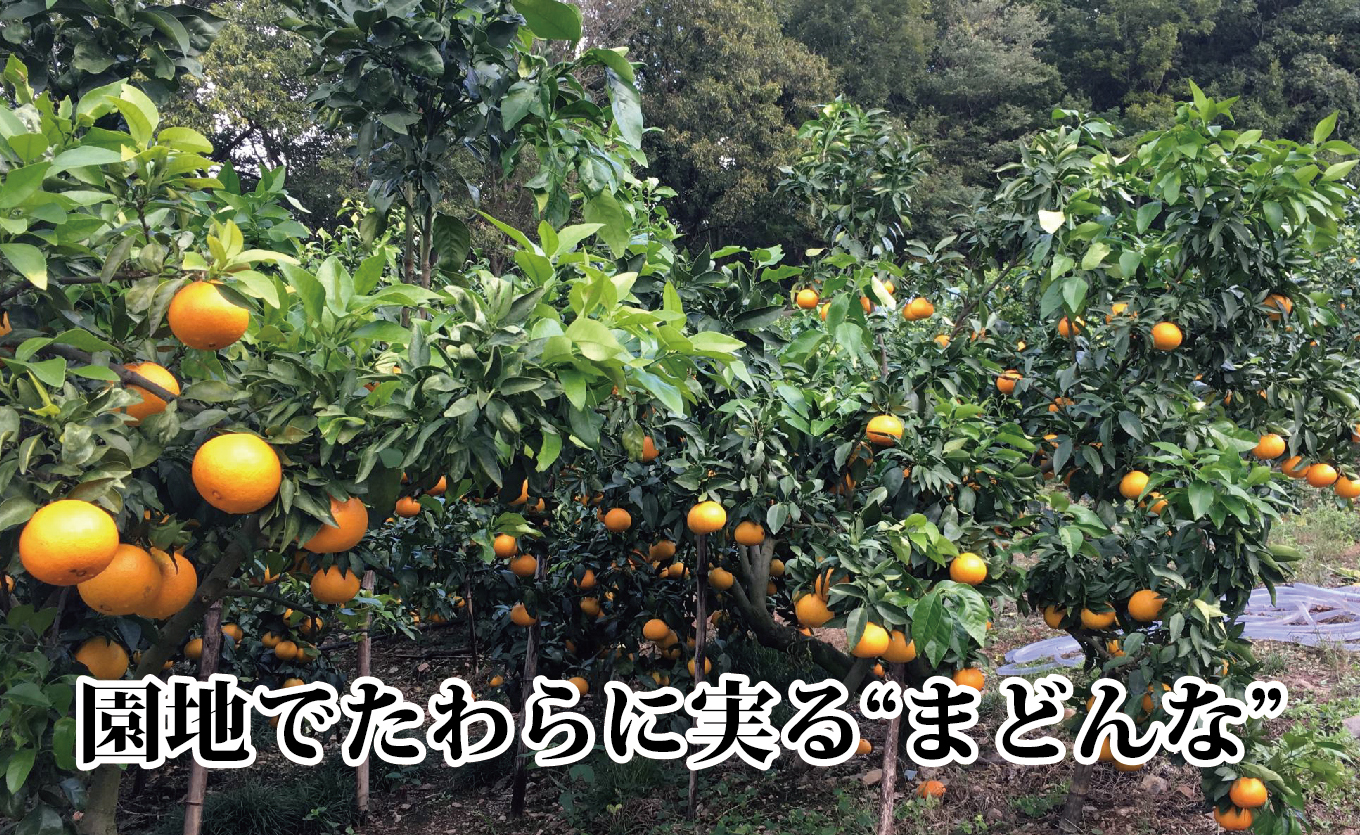 【先行受付】ギフト対応化粧箱入・上杉農園のぷるぷる新食感!「マドンナ」約3kg【D39-16】【1251804】 YWTF008