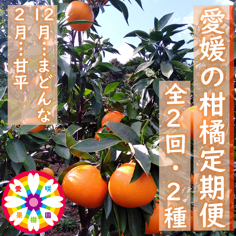 【発送月固定定期便】愛咲果樹園「愛媛の柑橘定期便」(12月と2月)全2回【D71-17】【4002837】 YWTS014