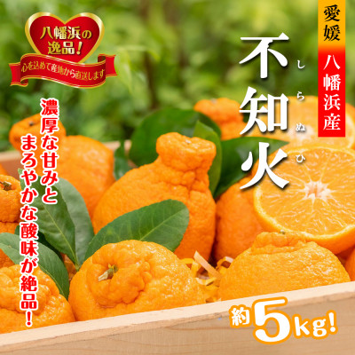 2026年2月〜順次出荷　甘さと酸味の絶妙なバランス!はじける果肉「不知火」約5キロ【D39-73】【配送不可地域：離島】【1620478】