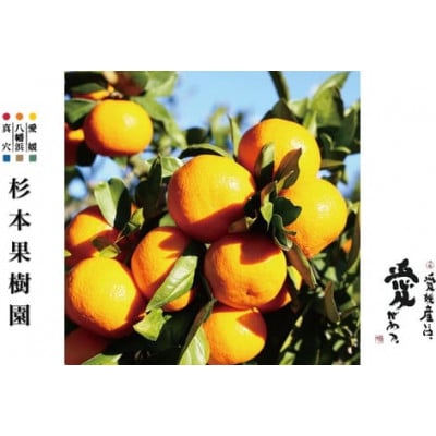 【2025年12月以降順次発送】〈特選〉真穴、杉本果樹園八寿みかん(普通温州)5kg【D34-24】【1510695】