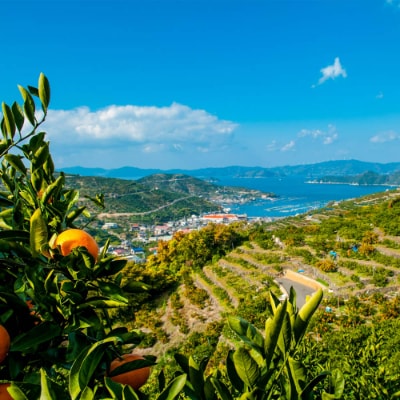 愛媛の高級柑橘 せとか寒天ゼリー12個セット【D25-19】【1255528】