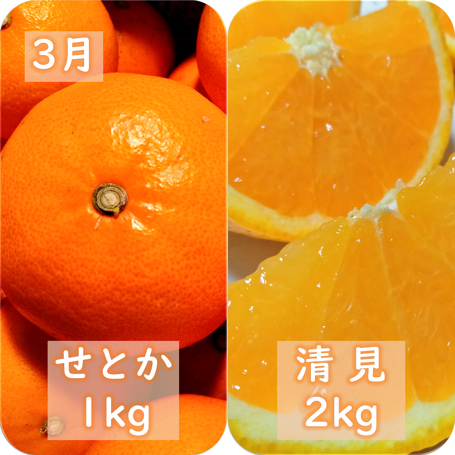 縲千匱騾∵怦蝗コ螳壼ョ壽悄萓ソ縲第帛調譫懈ィケ蝨偵悟ャ縺ョ譟第ゥ伜ョ壽悄萓ソ縲(1譛医3譛)蜈ィ3蝗槭色71-20縲代4013391縲 YWTS016