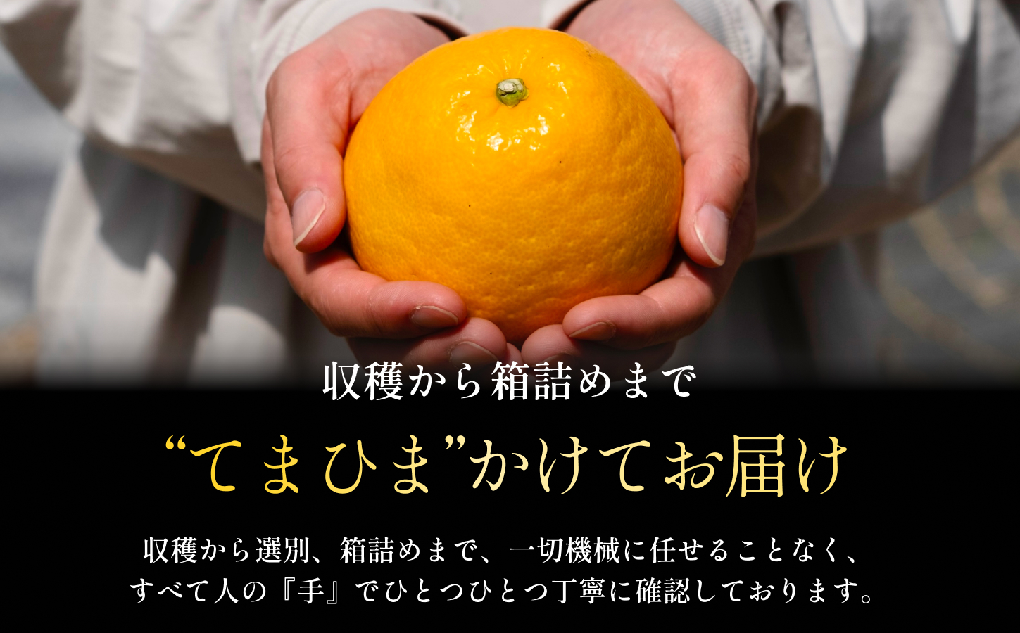 ãå
è¡åä»ãã倪éœã®æµã¿ãã®ã¥ããšåçž®ãæ²³å
æ©æ 3kg æåªçç£ãC70-70ãã1615822ã YWTK069