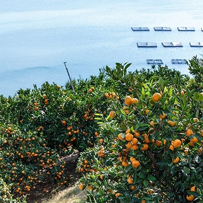 ã嵿¥85幎 芪å4代 æåªã¿ãã äžçãèš³ãã æåªã¿ãã 10kgãC20-12ãã1094603ã