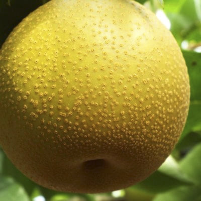 【先行受付】したたる果汁と濃厚な味わい 愛媛・八幡浜・特産梨「豊水」約3kg【C28-14】【配送不可地域：離島・北海道・沖縄県】【1044539】 YWTN010