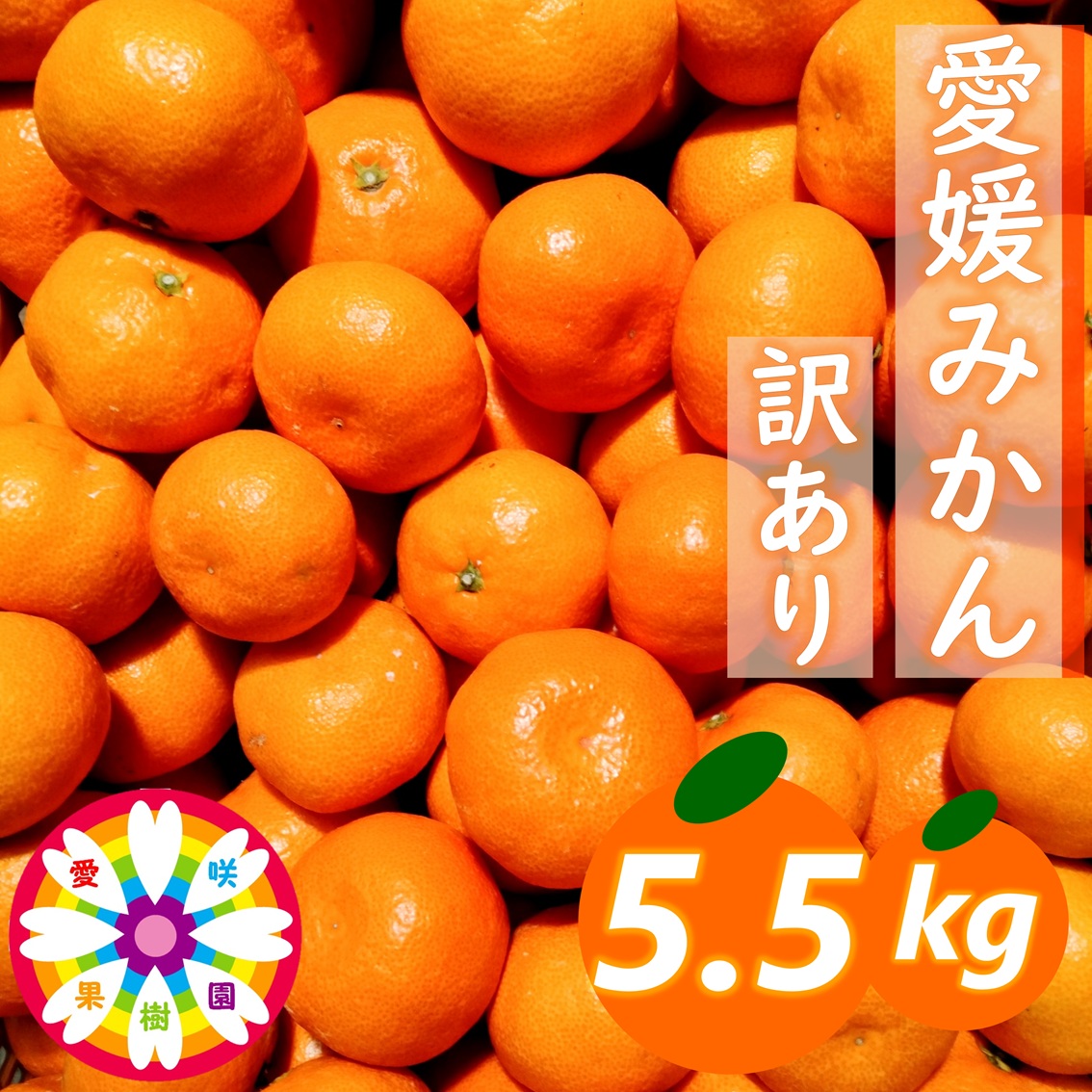 【先行受付】「 愛媛 みかん 」 訳あり 約5.5kg《 愛咲果樹園 》【71-68】YWTS045