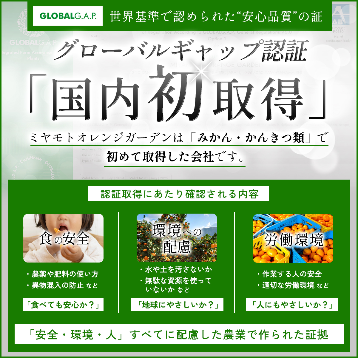 西宇和地区八幡浜産 愛媛みかん 贈答用 15個入り【C25-97】【1356897】 YWTAP048