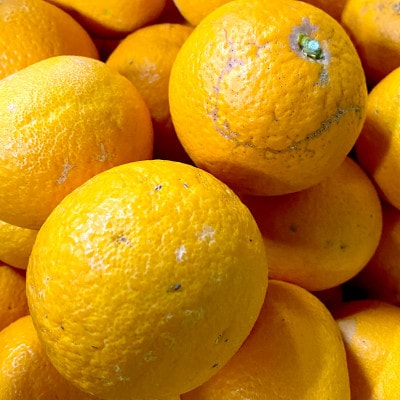 【ご家庭用】清見 7kg 愛媛県 八幡浜市 西宇和地区 柔らかい果肉【G25-365】【配送不可地域：離島】【1716974】