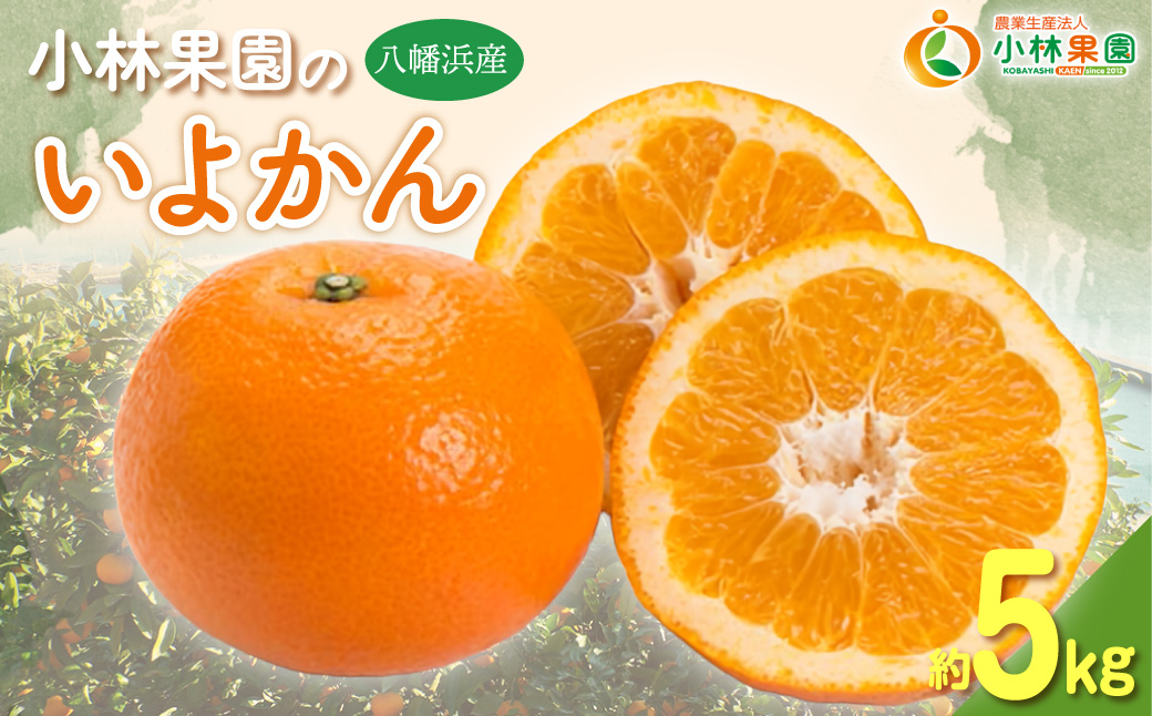 縲仙郁。悟女莉倥大ー乗棊譫懷恍縺ョ螳ョ蜀縺繧医°繧(邏5kg)縲燭24-19縲 YWTAD012