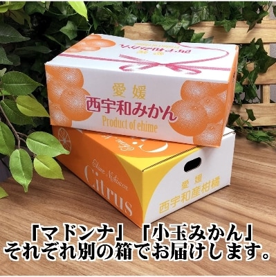 2025蟷エ11譛育匱騾髢句ァ九縺キ繧九キ繧区眠鬟滓─!縲後槭ラ繝ウ繝翫+豼蜴!縲悟ー冗脂縺ソ縺九s縲咲エ5kg縲織39-32縲代1252242縲