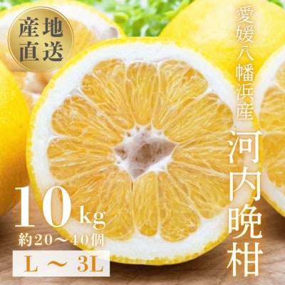 《果汁たっぷりジューシー》産地直送 愛媛八幡浜産 河内晩柑10kg【G20-80】【1621505】