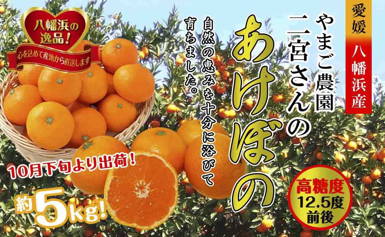 【先行受付】濃厚な味わい!やまご農園 高糖度みかん!「あけぼの」【C39-11】【配送不可地域：離島】【1491797】 YWTF004