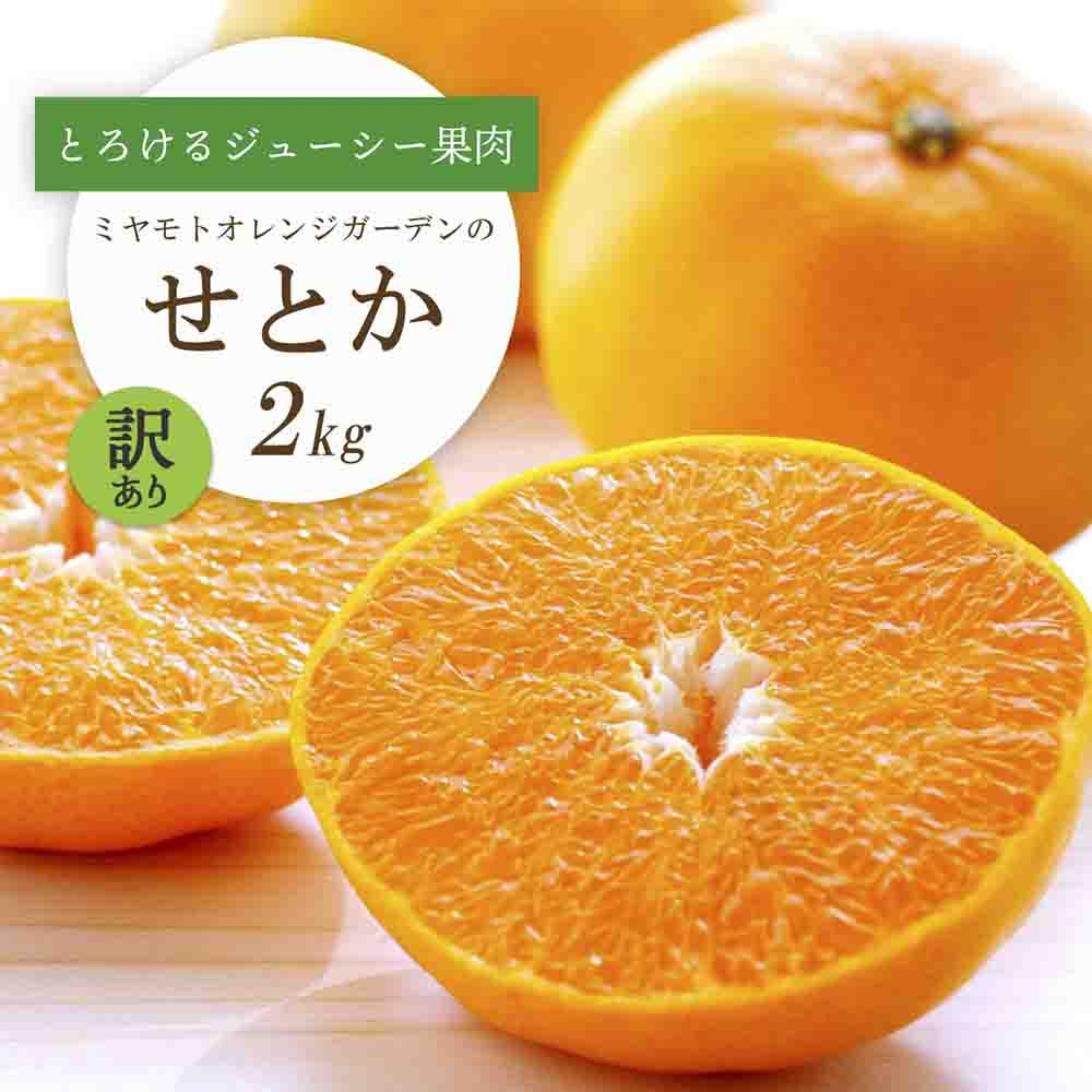 【先行受付】 とろける濃厚柑橘 せとか2kg 愛媛県八幡浜産【訳あり】【C25-185】【1608186】 YWTAP126