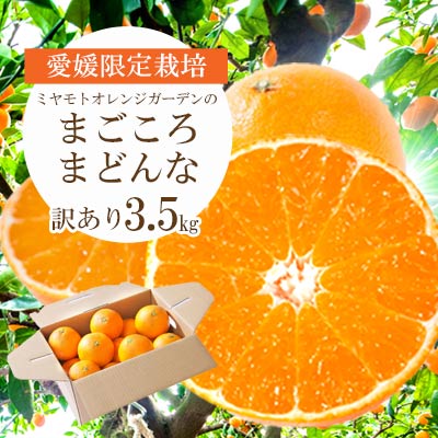 ãçŽ
ãŸã©ããªãšååçš®ãæåªæè©Š28å· ãŸããããŸã©ã㪠3.5kg èš³ãã|æåªçå
«å¹¡æµç£ã1166250ã YWTAP076