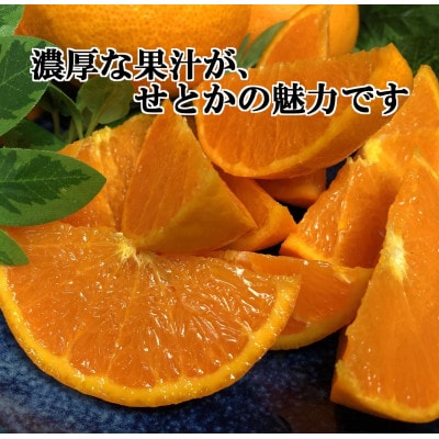 2026年2月発送開始　柑橘の大トロ!「せとか」約3.5キロ【訳あり品・家庭向け】【C39-51】【配送不可地域：離島】【1491413】