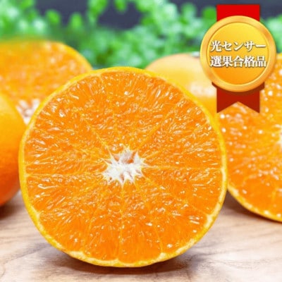 【みかんの大トロ】糖度12.0以上 酸1.4以下 糖酸選別品 愛媛セトカ 10kg【H20-77】【1620331】