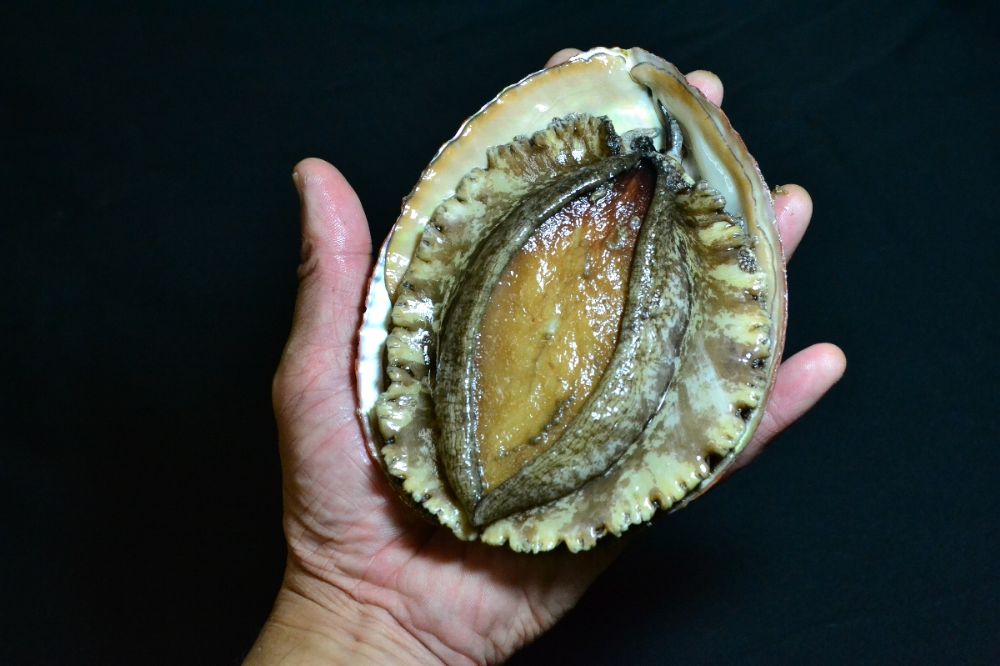 シーフードマイスター厳選　活き生き　大型アワビ　約1kg【H26-8】【配送不可地域：離島・北海道・沖縄県・東北・関東・信越、北陸・東海・九州】【1044329】 YWTAK007