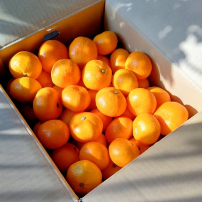 縲千曝縺ソ縺梧ソ邵ョ縺輔l縺溘∩縺九s縲第帛ェ帙〒閧イ縺」縺溷、輔d縺代∩縺九s縲先・オ縲10kg(蟆冗脂)縲触49-28縲代1508880縲