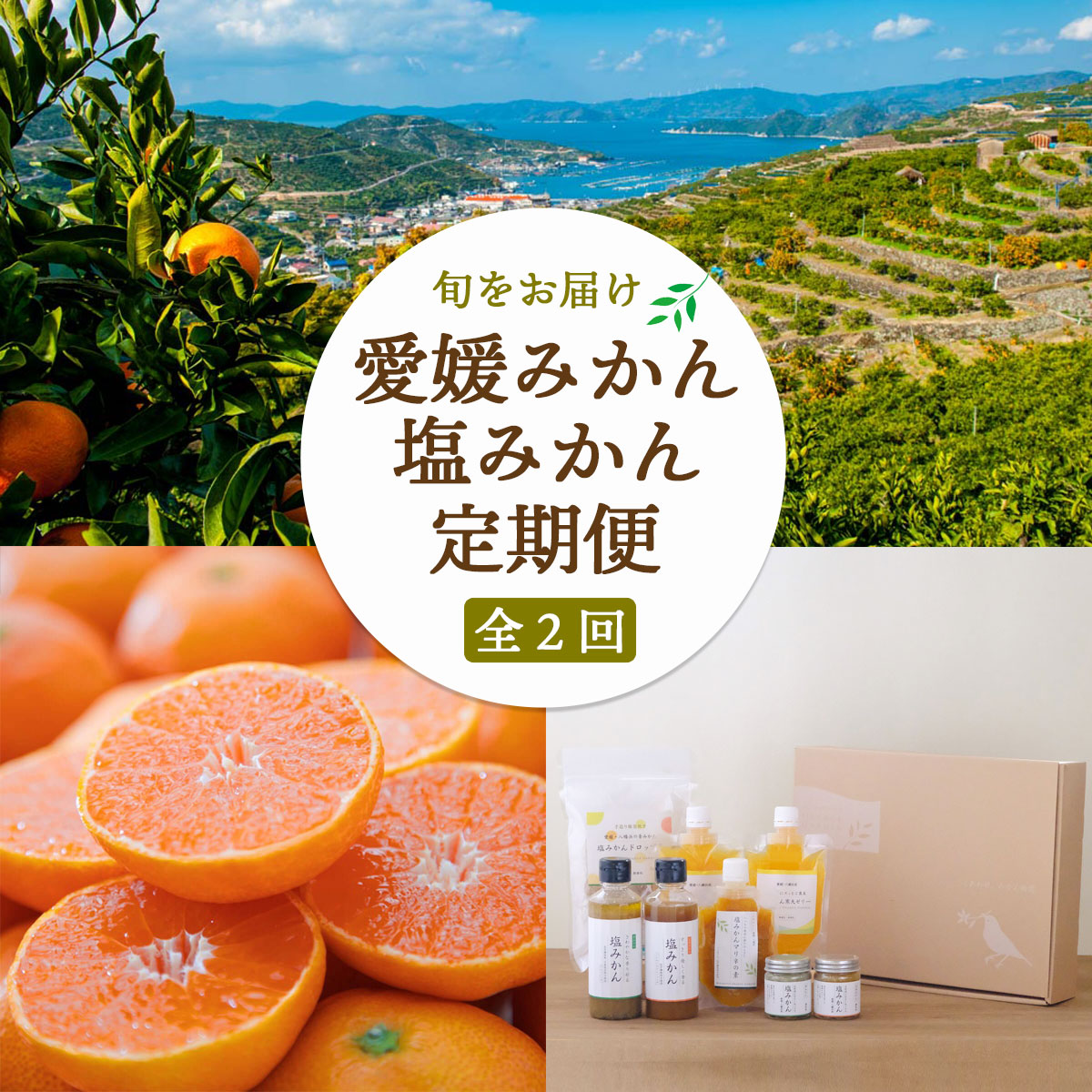 【発送月固定定期便】愛媛みかん&新しい調味料 塩みかんセット【F25-162】全2回【4050220】 YWTAP104