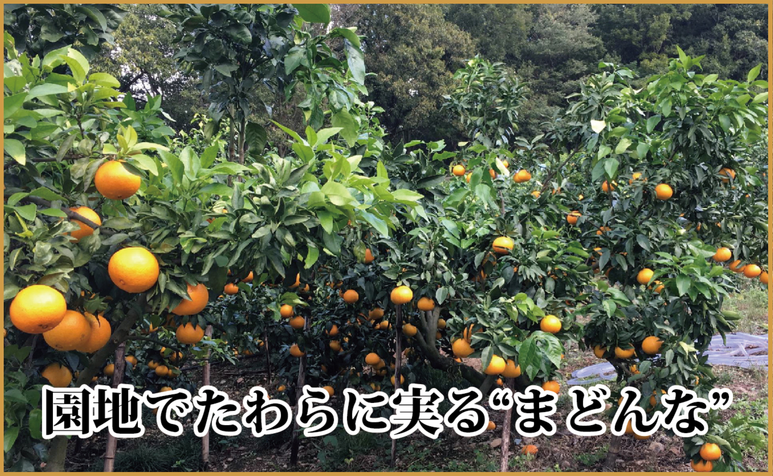 極撰柑橘【雅プレミアム】糖度保証・光センサー 合格品「 マドンナ 」約2キロ【D39-61】【配送不可地域：離島】【1614244】 YWTF036