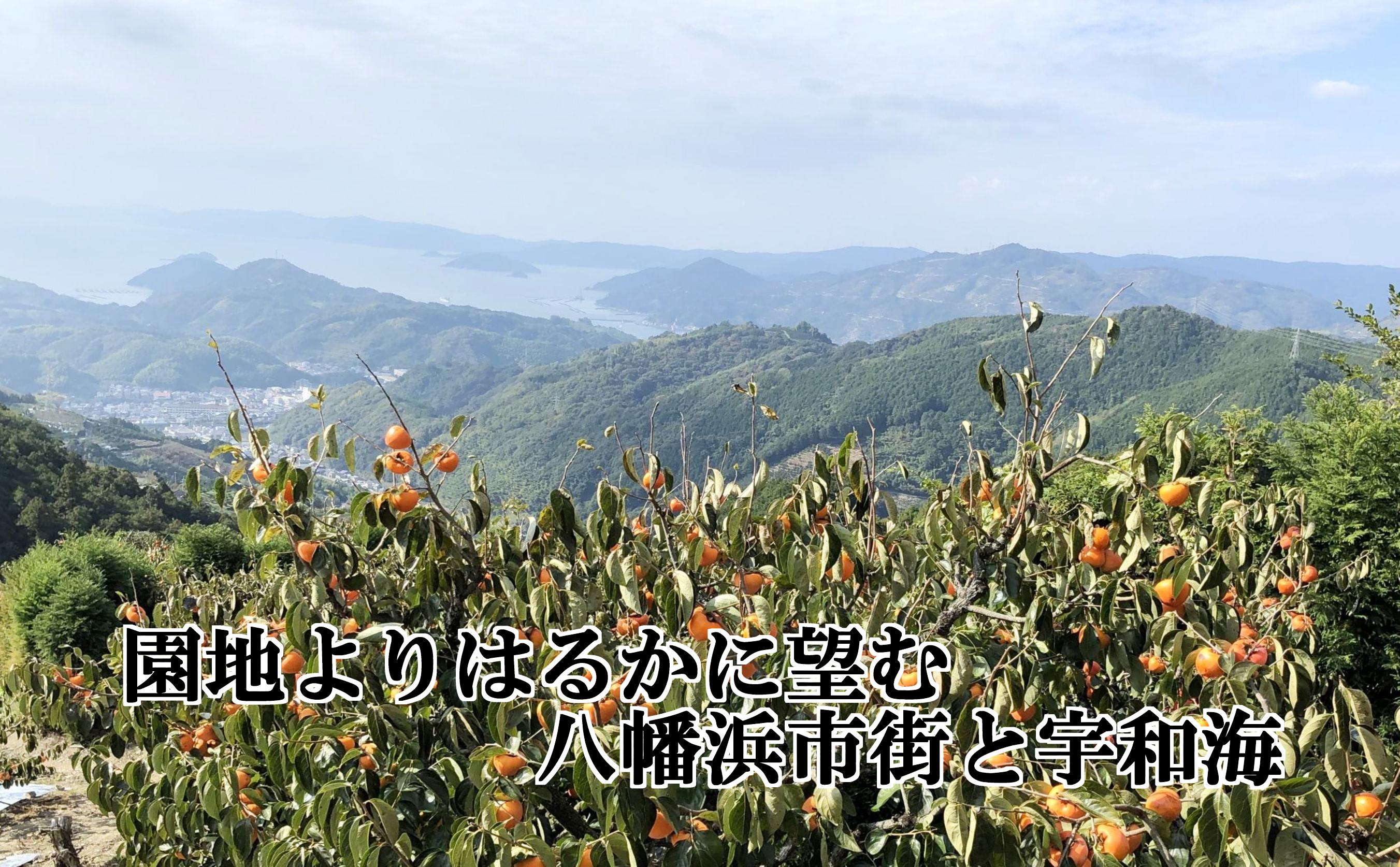 甘さにニッコリ!日本最大級の柿「富士柿」約3キロ【C39-72】【配送不可地域：離島】【1620371】 YWTF047