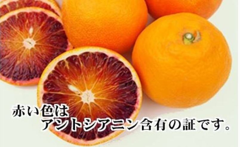 【先行受付】アントシアニン含有!「ブラッドオレンジ」約3キロ 【C39-9】【配送不可地域：離島】【1280627】 YWTF003
