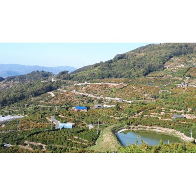 真穴産みかんジュース「ひな」6本セット【E18-9】【1491601】