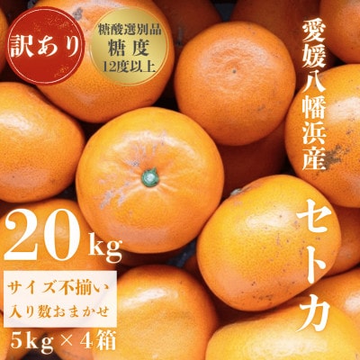 【みかんの大トロ】糖度12.0以上酸1.4以下 糖酸選別品 訳あり愛媛セトカ20kg【H20-76】【1620330】