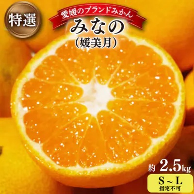 【2026年11月以降発送】みなの共選の特選「みなの(旧:媛美月)」約2.5kg【C28-36】【1334191】 YWTN024
