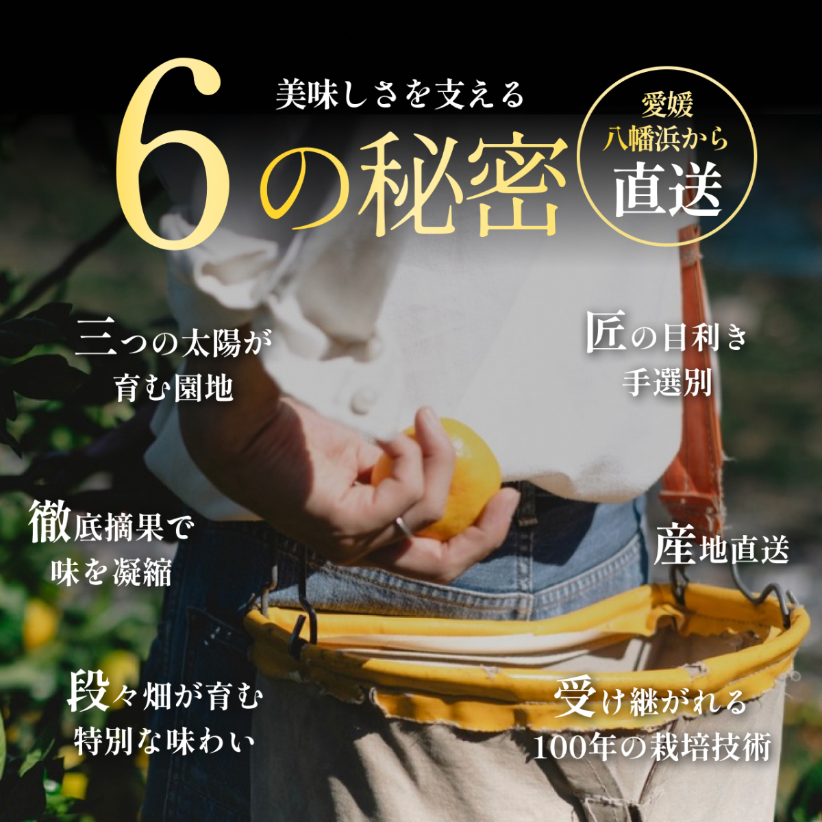 【先行受付】老舗農家が見極めたプレミアム【媛小春3kg×2箱】 愛媛県新品種【H70-118】【1683931】 YWTK117