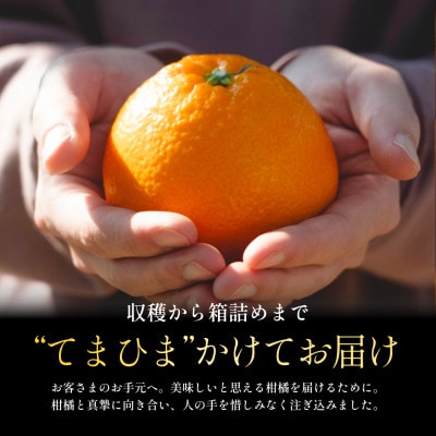 【太陽の恵みをギュッと凝縮】伊予柑5kg 愛媛県産【D70-12】【1470715】